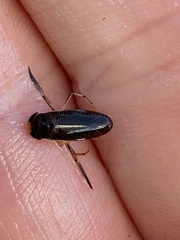 Corixini