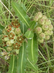 Asclepias obovata