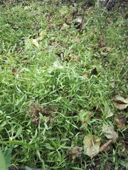 Stellaria longifolia