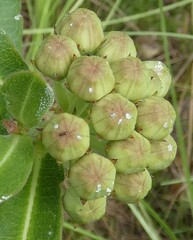 Asclepias obovata