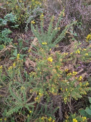 Ulex minor