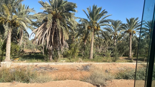 Date Palm
