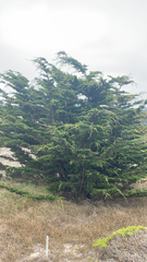 Cupressus macrocarpa