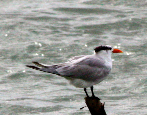 Thalasseus maximus