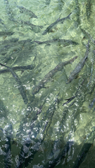 Megalops atlanticus