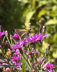 Polites themistocles