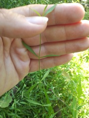 Stellaria longifolia