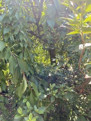 Prunus