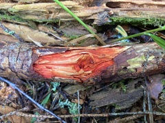 Phanerochaete sanguinea
