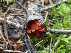 Phanerochaete sanguinea
