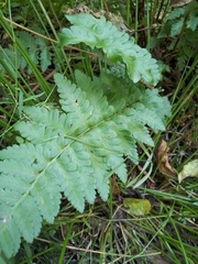 Dryopteris cristata