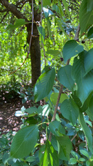 Prunus
