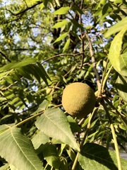 Juglans