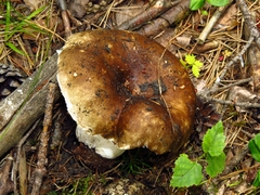 Russula adusta