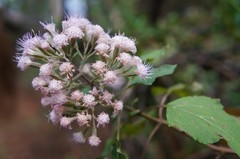 Ageratina glabrata