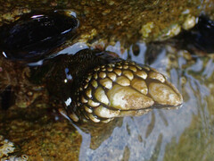 Pollicipes polymerus