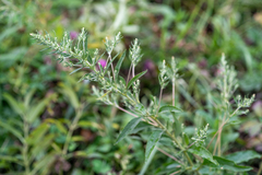 Axyris amaranthoides