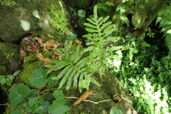 Polypodium macaronesicum azoricum