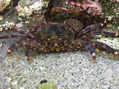 Pachygrapsus crassipes