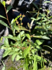Juncus saximontanus