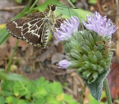 Amblyscirtes aesculapius