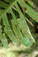 Polypodium macaronesicum azoricum