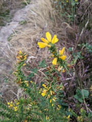 Ulex minor