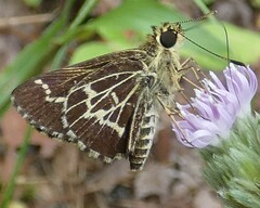 Amblyscirtes aesculapius
