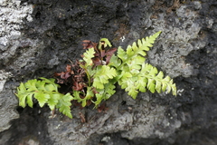Asplenium billotii