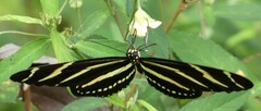 Heliconius charithonia
