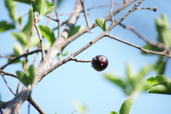 Sideroxylon occidentale