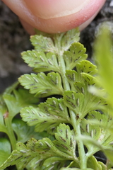 Asplenium billotii
