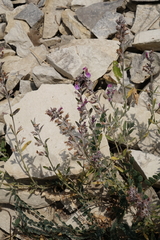 Teucrium canum