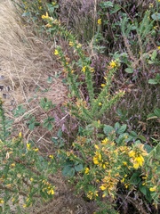 Ulex minor