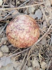 Amphibolips quercusjuglans