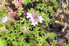 Thymus caespititius
