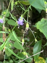 Campanula divaricata
