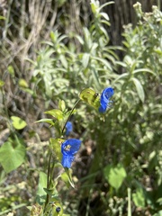 Commelina dianthifolia