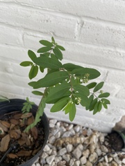 Euphorbia hypericifolia