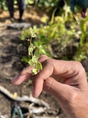 Erythranthe tilingii