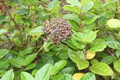 Viburnum treleasei