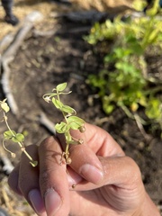 Erythranthe tilingii