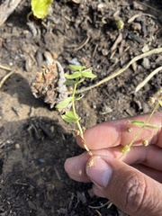 Erythranthe tilingii