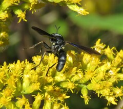 Physocephala tibialis