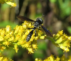 Physocephala tibialis