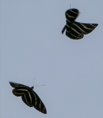 Heliconius charithonia