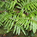 Polypodium macaronesicum azoricum - Photo (c) Rafael Medina, algunos derechos reservados (CC BY), subido por Rafael Medina