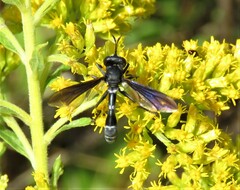 Physocephala tibialis