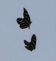 Heliconius charithonia