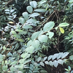 Ulmus uyematsui